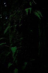 雨林里的小精灵｜你不知道的雨林生命奇迹