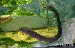 电鳗之谜：为什么它们能像鱼一样游泳却比鱼游得更快？
