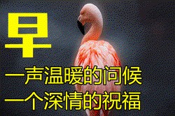 火鸟祝福：为什么火烈鸟是“火”的化身？揭秘大自然最浪漫的粉色奇迹