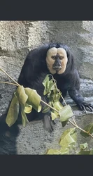 老猴精的冒险记