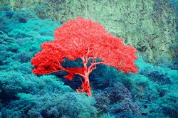 梦中的树精：揭秘自然界的神秘使者