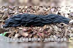 神农架深夜的“九头蛇”之谜·它到底长啥样？会不会飞？