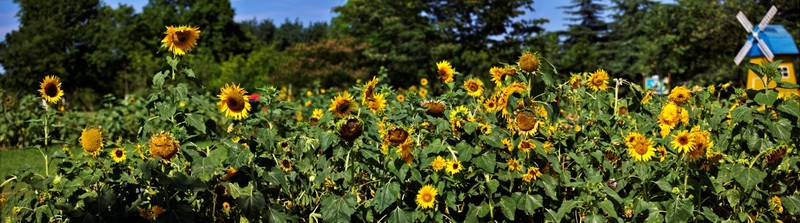 凤凰光明｜自然界的美好之光