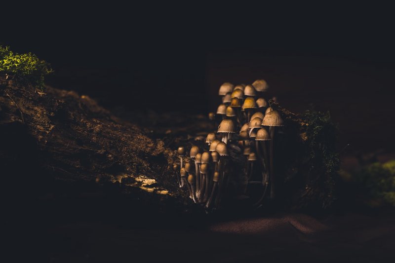 穿越时光的暗影迷宫·遗迹暗影兽的神秘世界