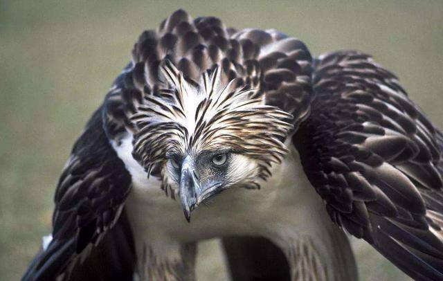 风中的涅槃：—雄鹰重生