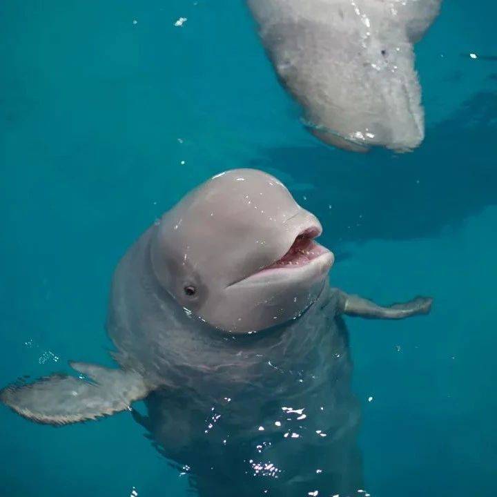 探秘大洋洲地底的神秘生物·地底精灵的奇妙世界 探秘大洋洲地底的神秘生物·地底精灵的奇妙世界