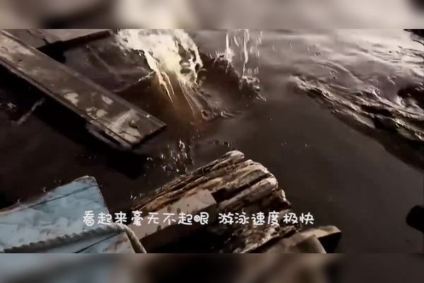 青藏高原上的神秘蓝光之匙丨巨型鳞片的秘密 青藏高原上的神秘蓝光之匙丨巨型鳞片的秘密