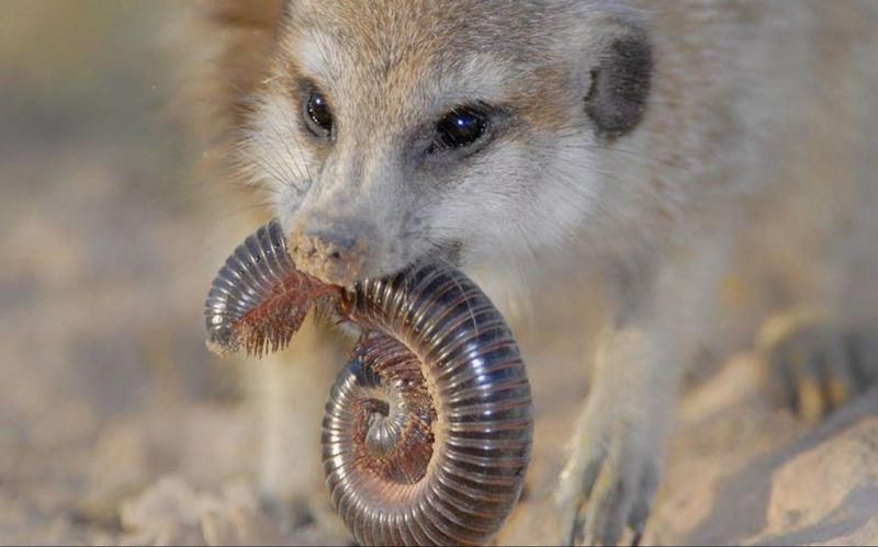 狐仙荒芜？原来这不只是传说，而是地球生态的“荒芜预警”…