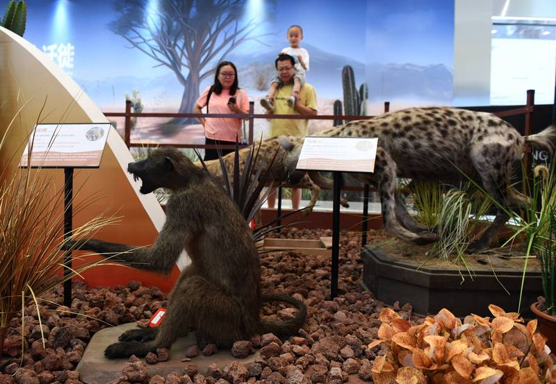 揭开昆仑动物迁徙之谜丨神秘的黑胶片记录