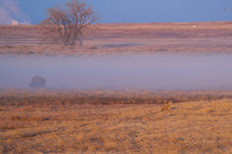 非洲犬神迷雾｜当动物本能遇上科学探索