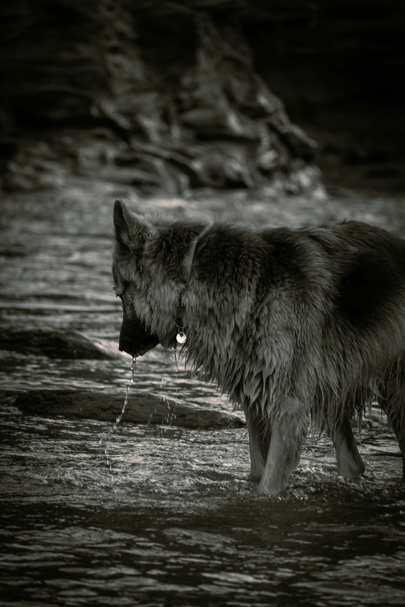 地底南美狼人丨传说中的地下生物还是人类想象的产物? 地底南美狼人丨传说中的地下生物还是人类想象的产物?