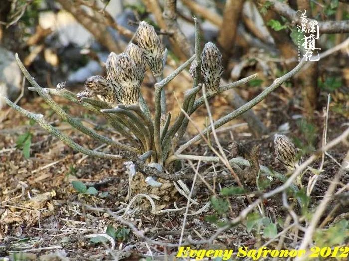 神秘的美杜莎：揭开守护古墓的神秘面纱