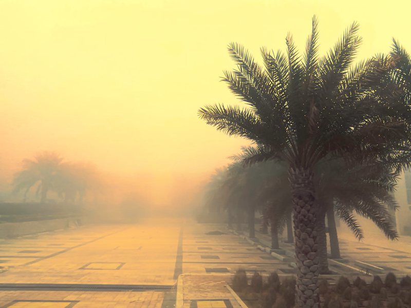 中东树人迷雾｜穿越历史与科学的神秘之谜