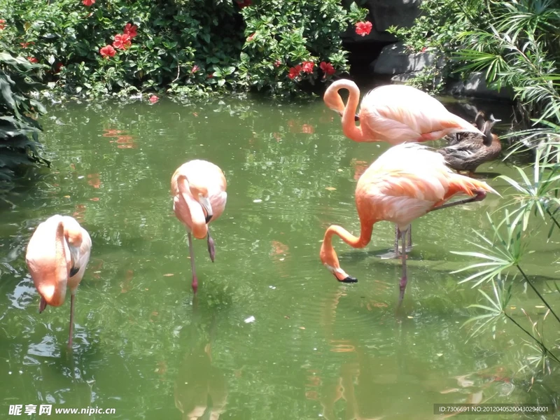 穿越时空的火鸟：北欧神话中的不朽传奇