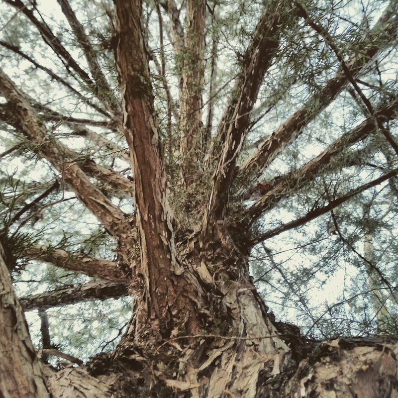 深山古寺旁那棵千年古树，真的在“治愈”你吗？揭秘古城里的“树精”秘密？