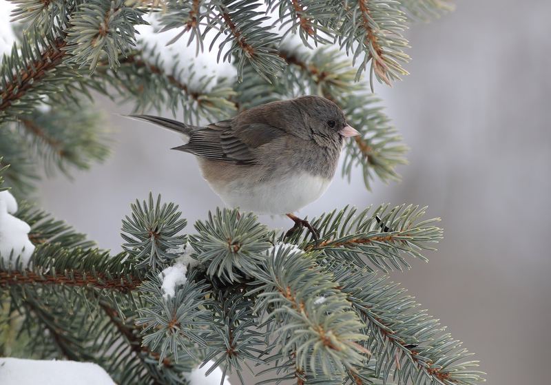 揭秘法国神秘外星物种·一场未解之谜的奇幻之旅 揭秘法国神秘外星物种·一场未解之谜的奇幻之旅