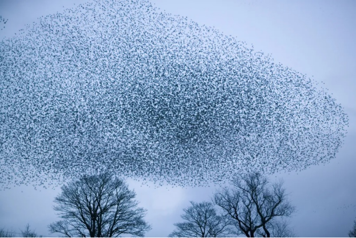 镜面碎影下的鸟群舞曲！