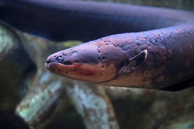 日行亚马孙电鳗兽｜雨林中的神秘电王