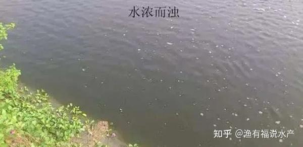 水马瘟疫—影响海洋生态与人类健康的病毒 水马瘟疫—影响海洋生态与人类健康的病毒