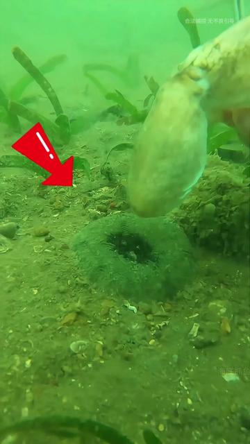 马里亚纳海沟的黑暗回响—那口不该存在的钟与深海巨兽 马里亚纳海沟的黑暗回响—那口不该存在的钟与深海巨兽