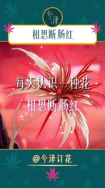那年断肠红开得正艳…