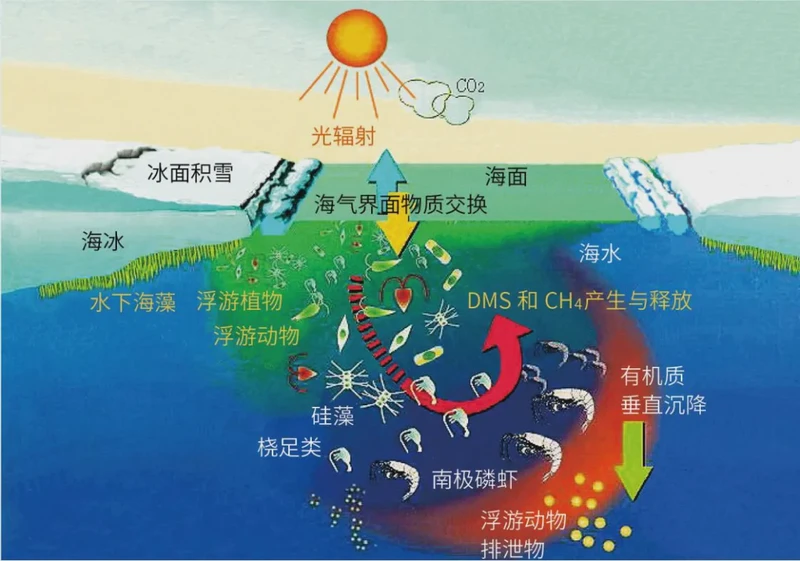 南极之谜—迷雾中的水元素