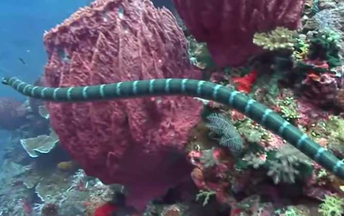 非洲沙漠中的 非洲沙漠中的