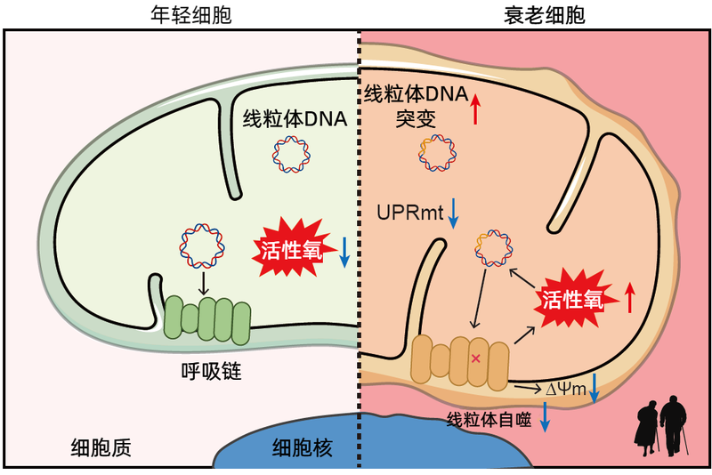 那个希腊男人到底在传什么？聊聊那个让全网炸锅的“传导信息”事件…