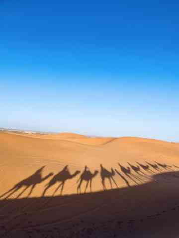 沙漠中的巨兽·揭秘吞噬撒哈拉利维坦的神秘世界