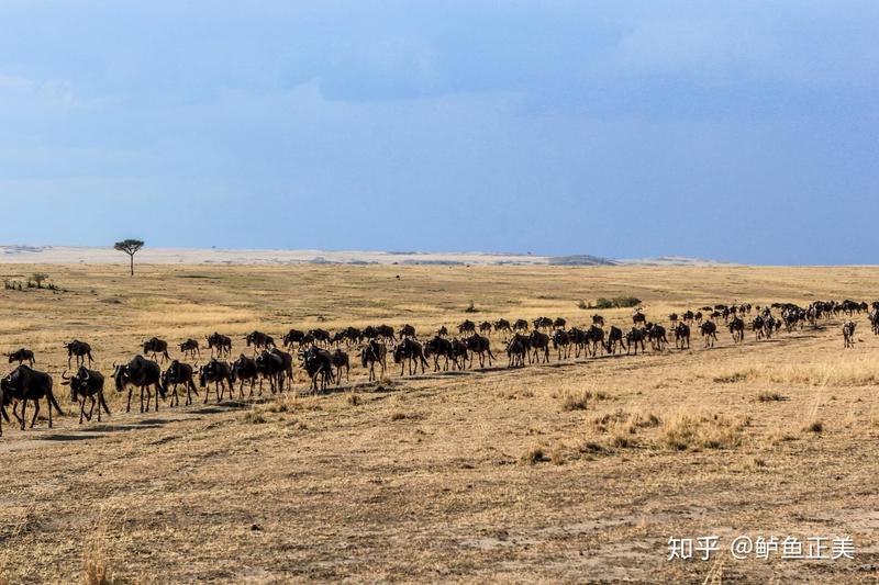 航道盲区与动物迁徙异常·一个被忽视的生态警示 航道盲区与动物迁徙异常·一个被忽视的生态警示