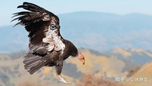 安第斯失落雷鸟｜消失在云雾中的奇迹