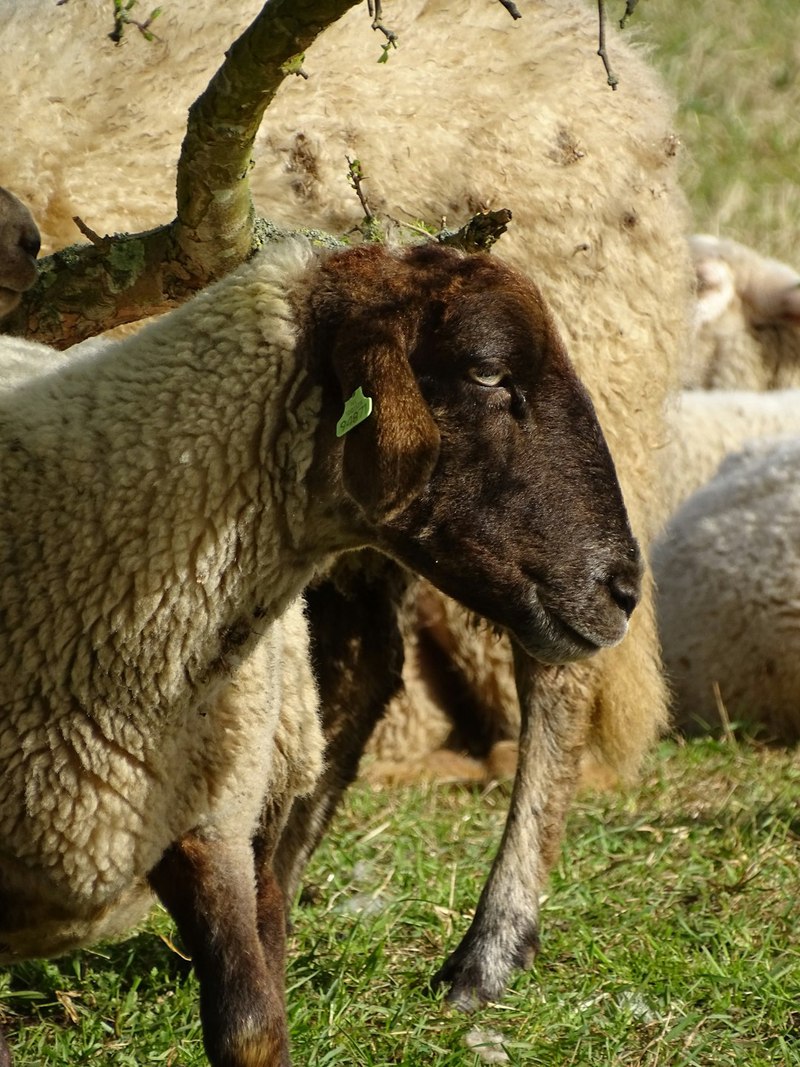 山风里的两片羊皮？