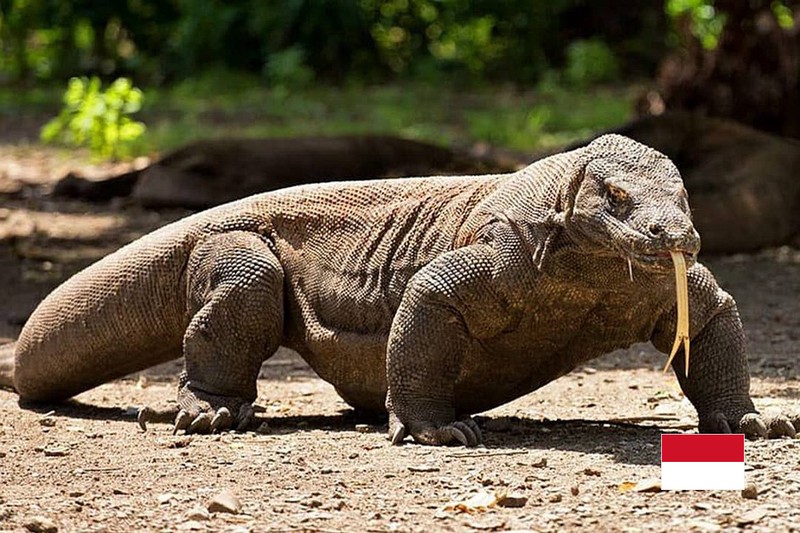 火山非洲火蜥的秘密生活丨大自然的奇迹生存者