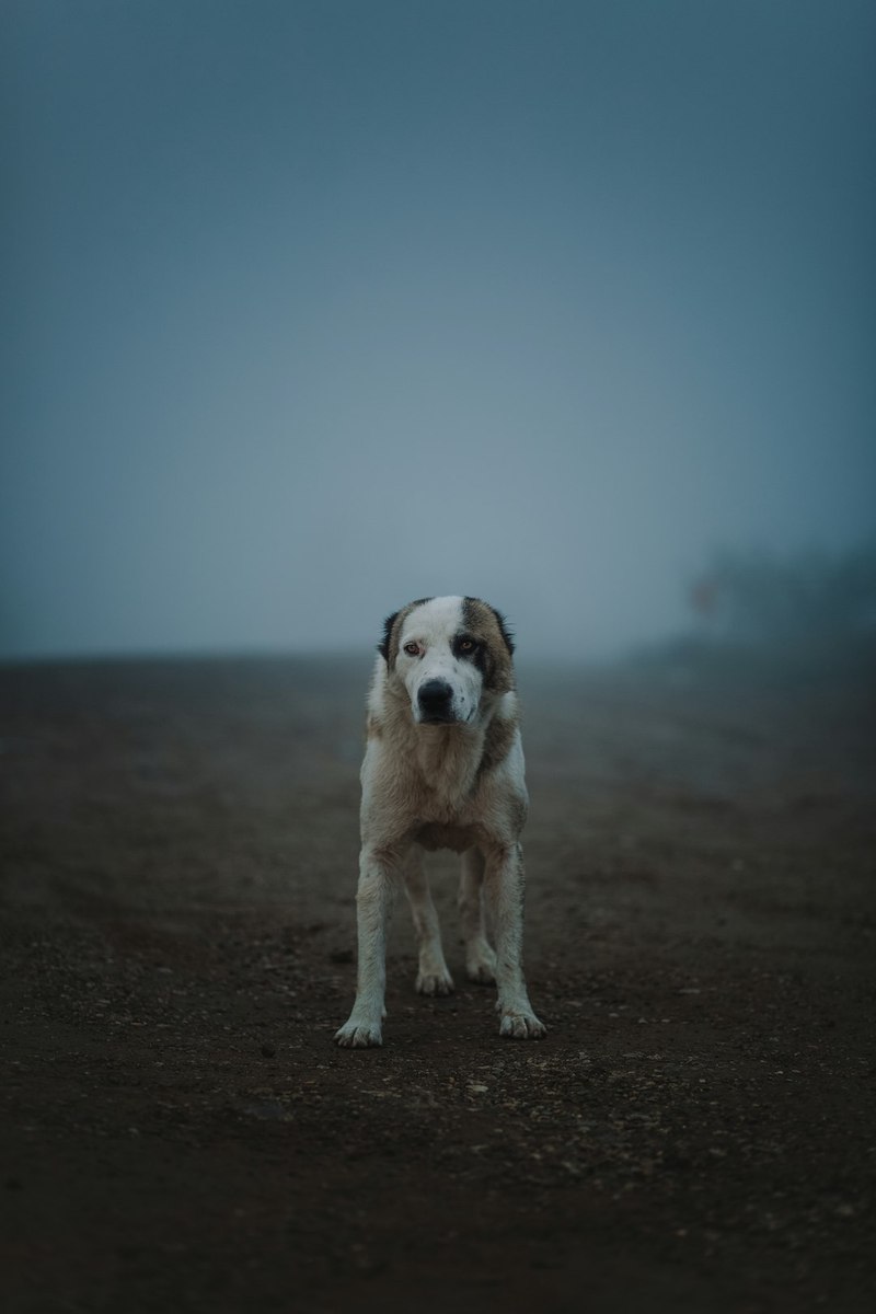 中东天空的神秘生物：地狱犬的传说与科学真相