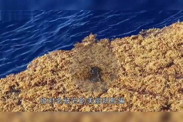 当海浪停摆,巨型鳞片降临无人村落|一场奇幻的视觉盛宴 当海浪停摆,巨型鳞片降临无人村落|一场奇幻的视觉盛宴