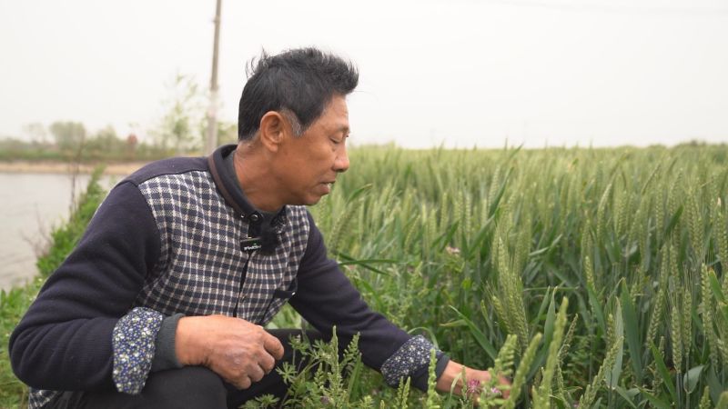 金龙丰收·揭秘龙眼的奇妙世界与自然馈赠