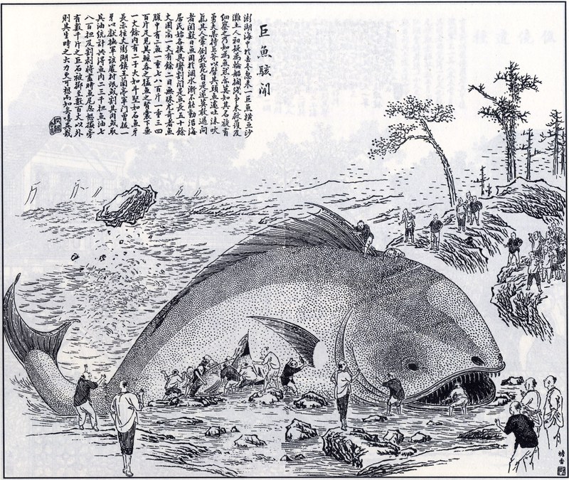 深海断层螺旋符号与鲸鱼搁浅的神秘关联…