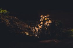 穿越时光的暗影迷宫·遗迹暗影兽的神秘世界