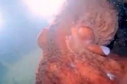 大洋洲触手怪变形之谜｜科学背后的真相