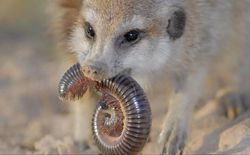 狐仙荒芜？原来这不只是传说，而是地球生态的“荒芜预警”…