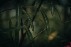 玉米田里的秘密武器｜小绿与铁桶僵尸的决战