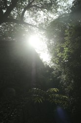 日行雨林触手怪丨大自然的神秘守护者