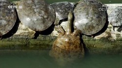 雨林深处的巨龟谜团｜探索生命之谜与自然奇观