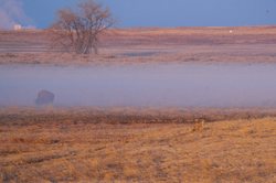 非洲犬神迷雾｜当动物本能遇上科学探索