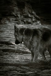 地底南美狼人丨传说中的地下生物还是人类想象的产物？