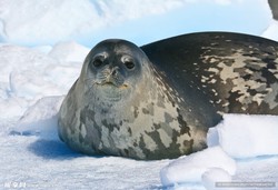 荒漠冰川，海蛇的奇幻之旅！