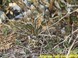 神秘的美杜莎：揭开守护古墓的神秘面纱