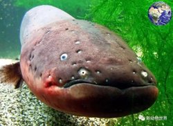 亚马逊荒野中的终极杀手·电鳗的放电神技与生存智慧