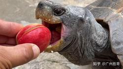 巨龟迷雾—你以为的“古老生物”其实藏着惊人秘密？