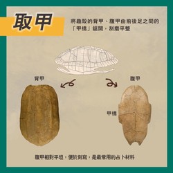 你以为的“占卜”？北欧巨龟其实藏着宇宙密码！